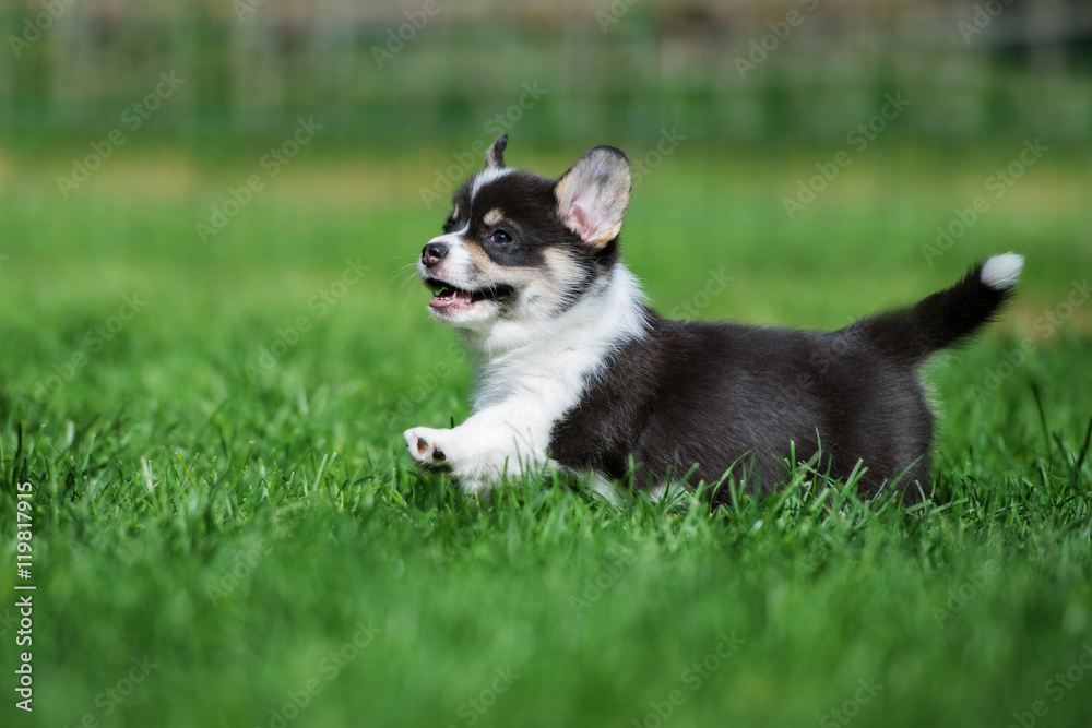 happy welsh corgi puppy running on grass