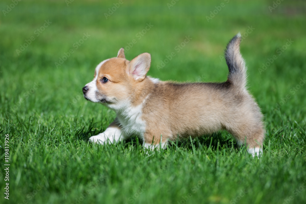 adorable welsh corgi puppy running on grass
