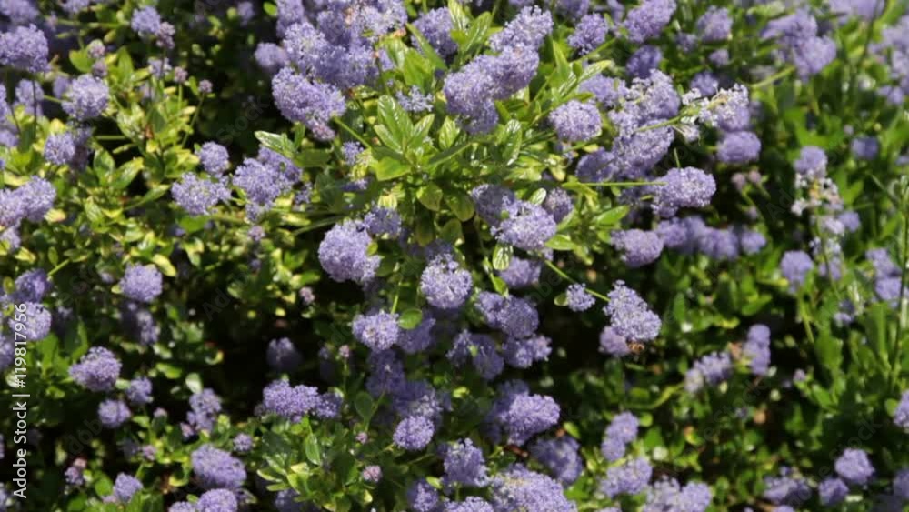 Ceanothus (variety skylark) in flower