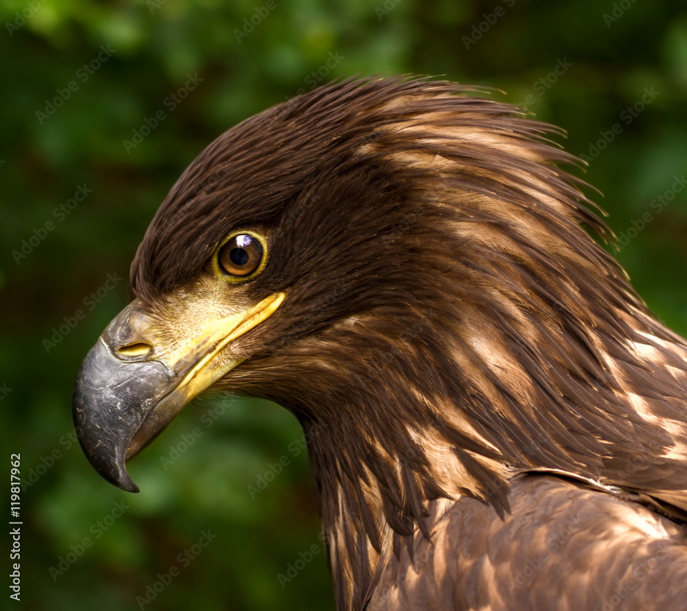 Obraz premium Portrait of a Brown Golden Eagle on a Green Blurry Background