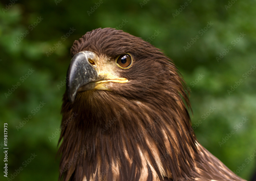 Portrait of a Brown Golden Eagle on a Green Blurry Background Portrait of a Brown Golden Eagle on a Green Blurry Background