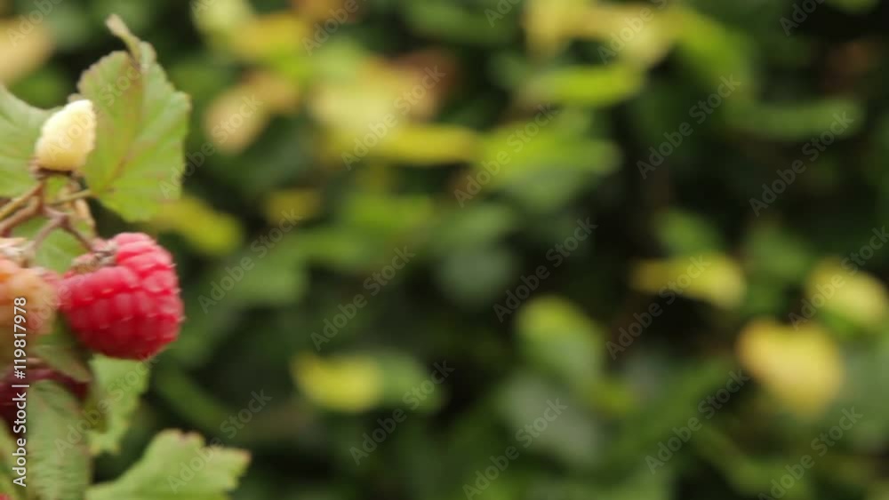 Man picking Summer fruiting raspberries Man picking Summer fruiting raspberries