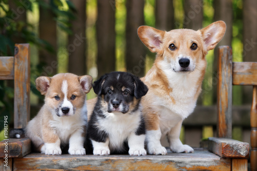 welsh corgi pembroke dog with two puppies