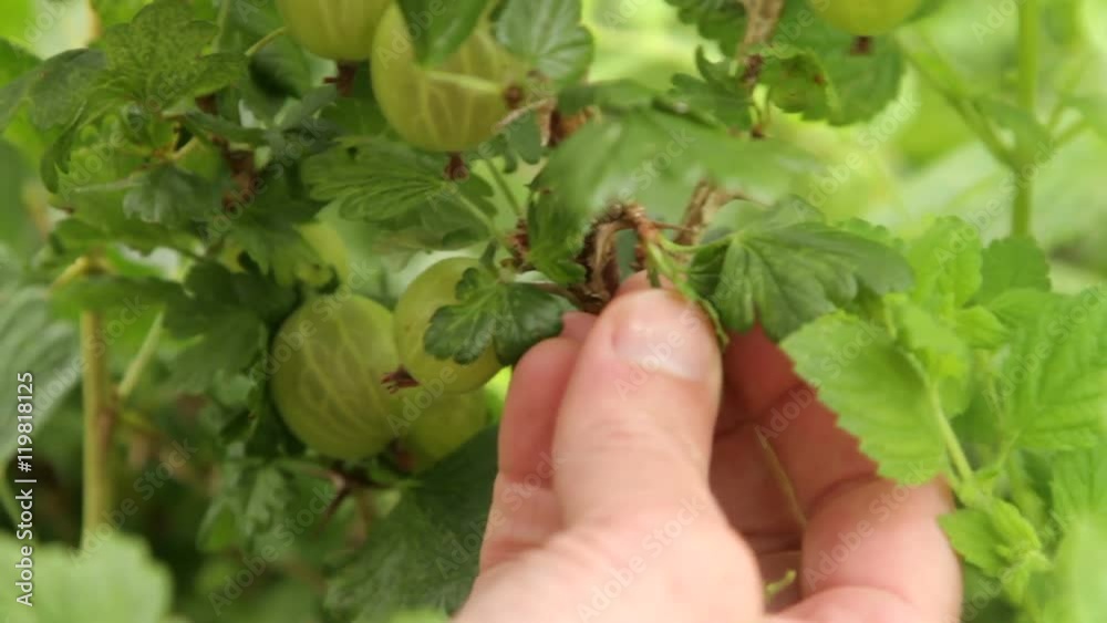 Man picking gooseberries Man picking gooseberries