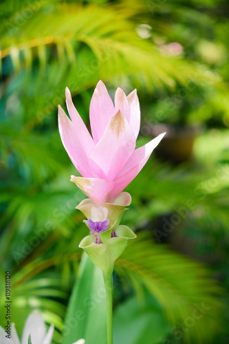 Siam Curcuma flower.