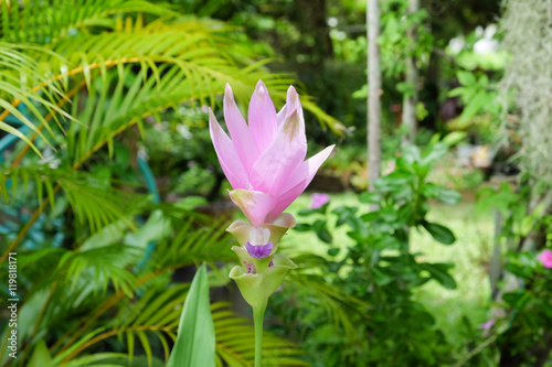 Siam Curcuma flower.