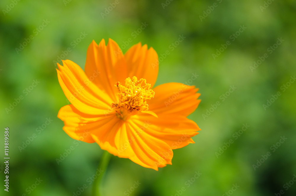 beautiful orange calendula flowers as wallpaper beautiful orange calendula flowers as wallpaper