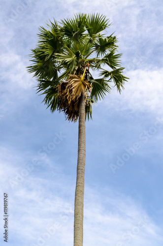 sugar palm trees