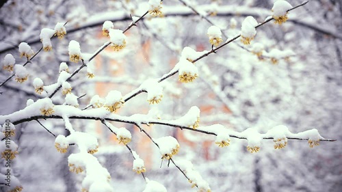 Wintry day in spring. Snow falls on flowers of cornus offcinalis or cornealian cherry or korean cornel dogwood photo