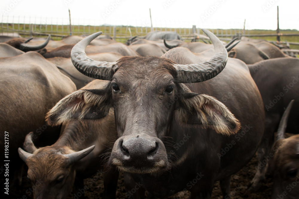 Buffalo in farm ,Asian Thailand Buffalo in farm ,Asian Thailand