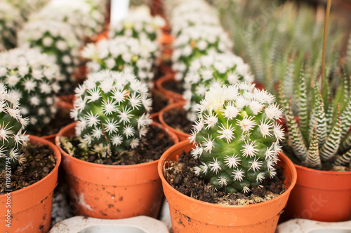 Cactus plant in pot