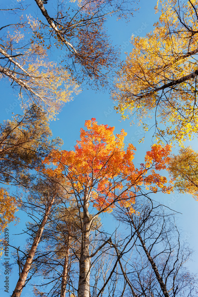 tops of autumn trees tops of autumn trees