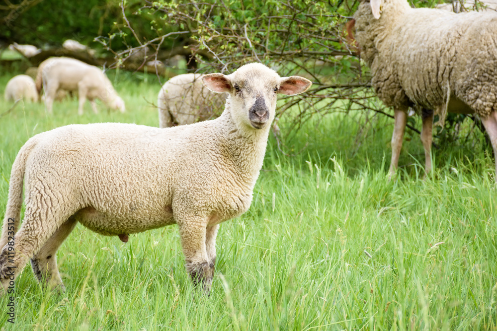 Naklejka premium Young sheep in nature, on meadow.