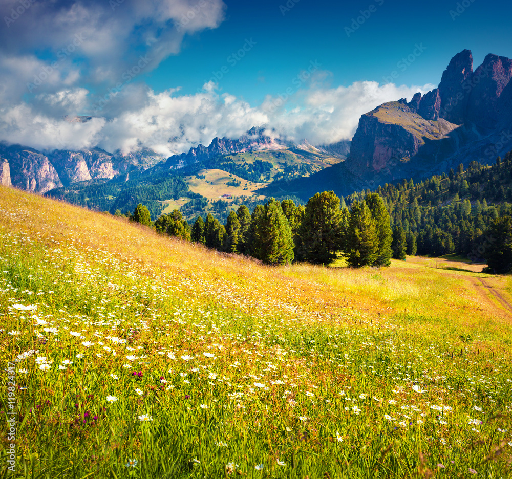 Field of blooming chamomile flowers in Dolomite Alps. Piz Boe mo