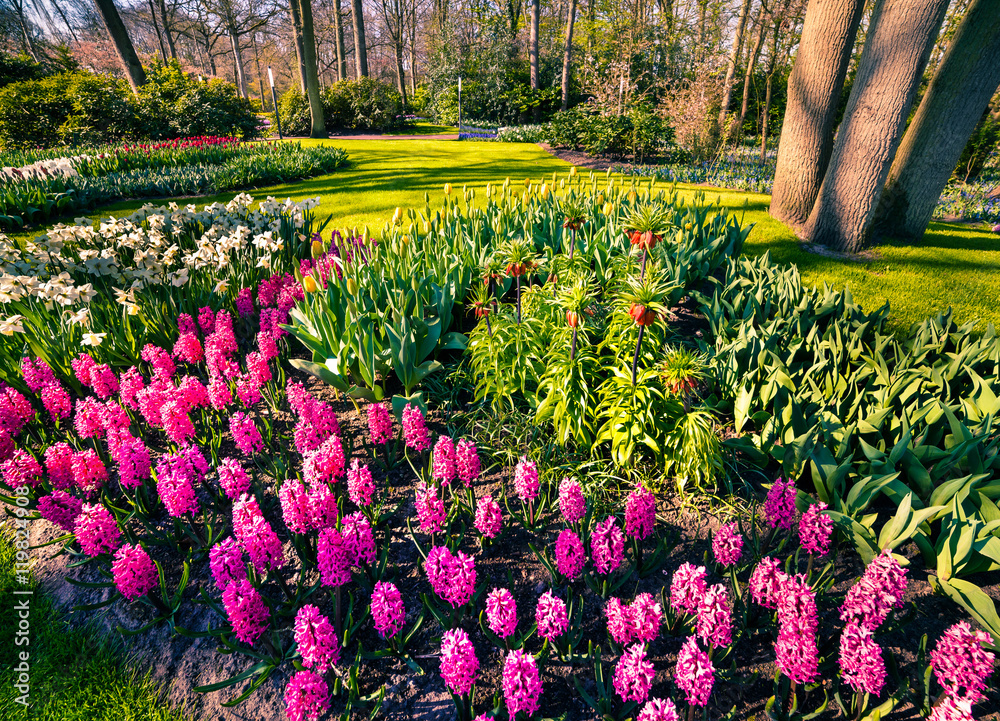 Fototapeta premium Marvellous flowers in the Keukenhof gardens.