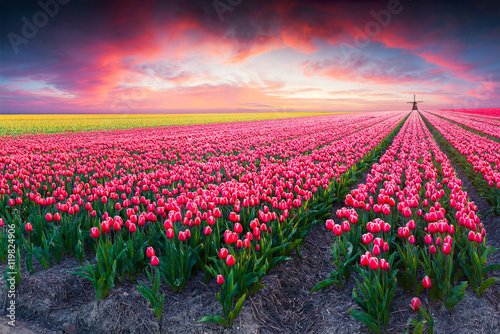 Fototapeta samoprzylepna Dramatyczna scena wiosny na farmie tulipanów