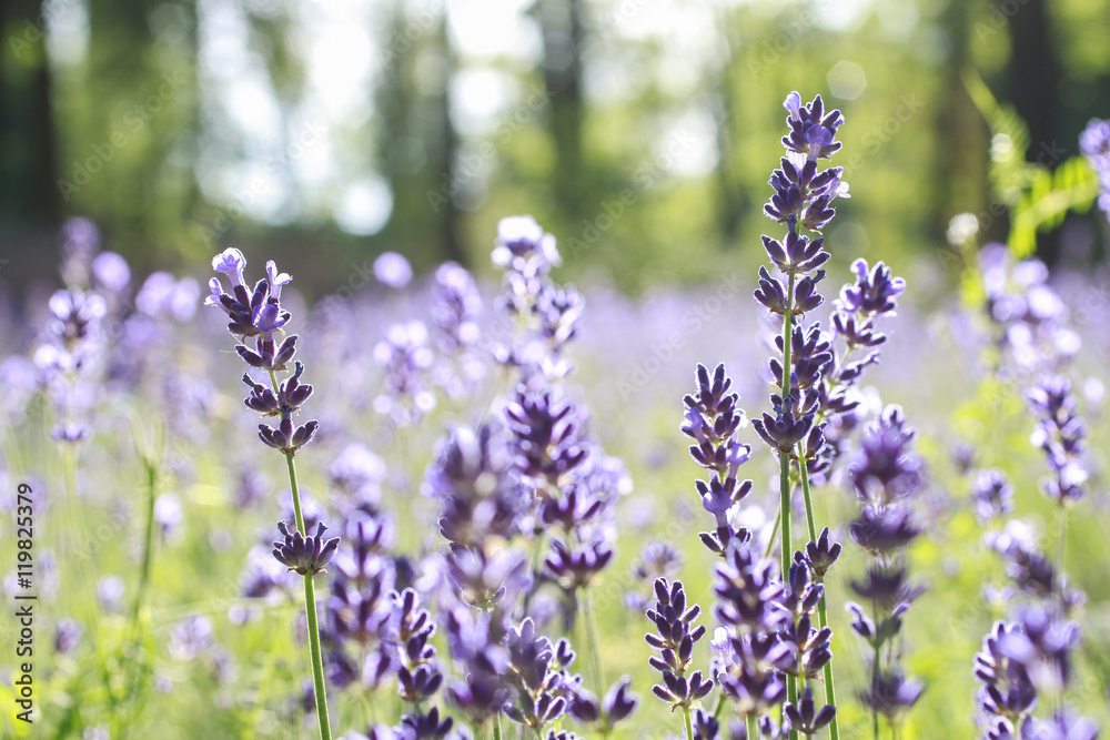 Fototapeta premium Lavender field in summer