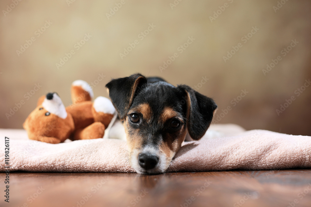 liegender Jack Russell Terrier Welpe