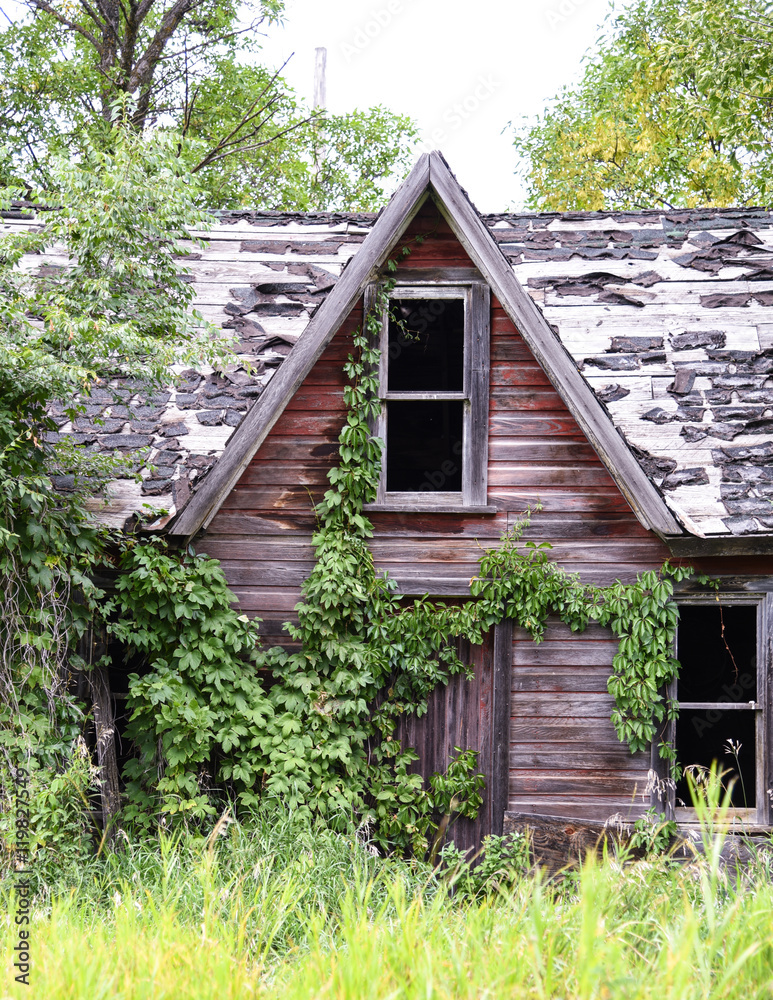 Abandoned, deteriorated old building with Virginia Creeper creating a charming yet spooky house Abandoned, deteriorated old building with Virginia Creeper creating a charming yet spooky house