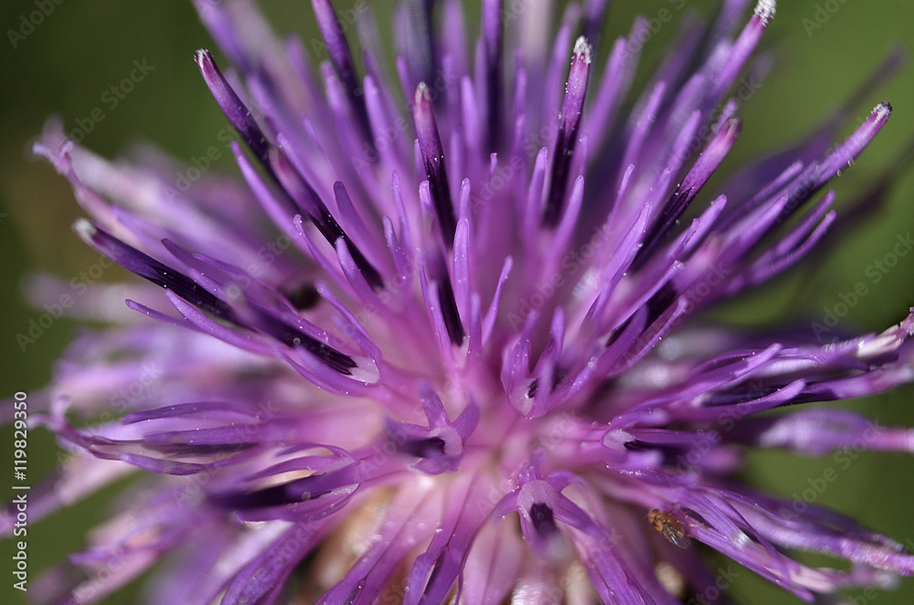 Obraz premium sumer flower