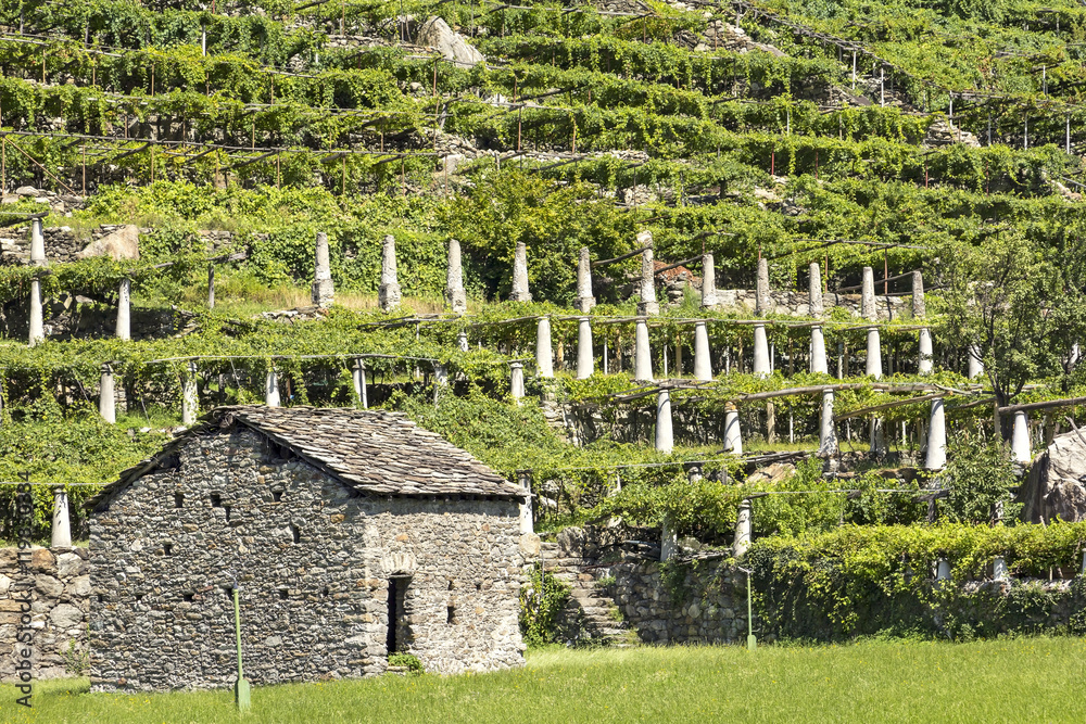 Beautiful old stone house on a vineyard
