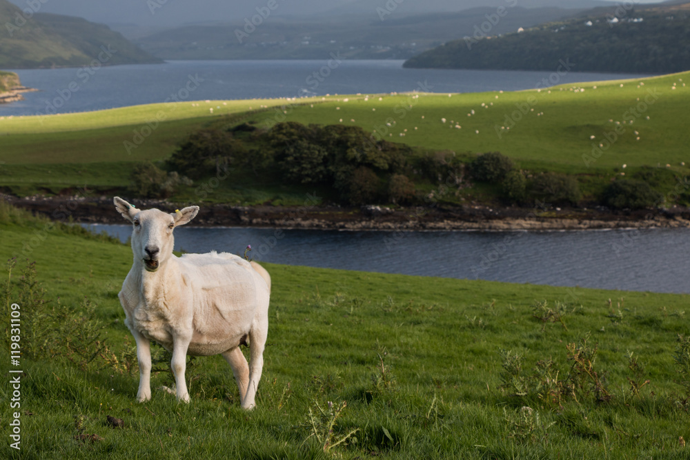 Schaf in der Abendsonne, Isle of Skye, Schottland