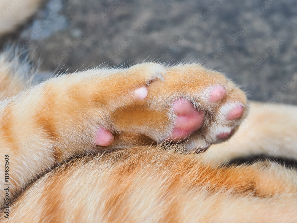 Cat paw/ Close up and selective focus