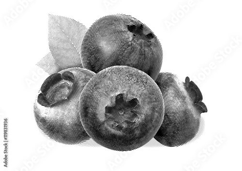 Juicy and fresh blueberries with leaves on white background. Blueberries close-up. Image of blueberries. Drawing sketch painting blueberry