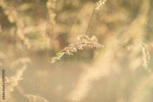 Steppe grass in sunset  © STUDIO MELANGE
