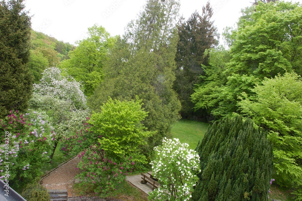 Fototapeta premium Wald