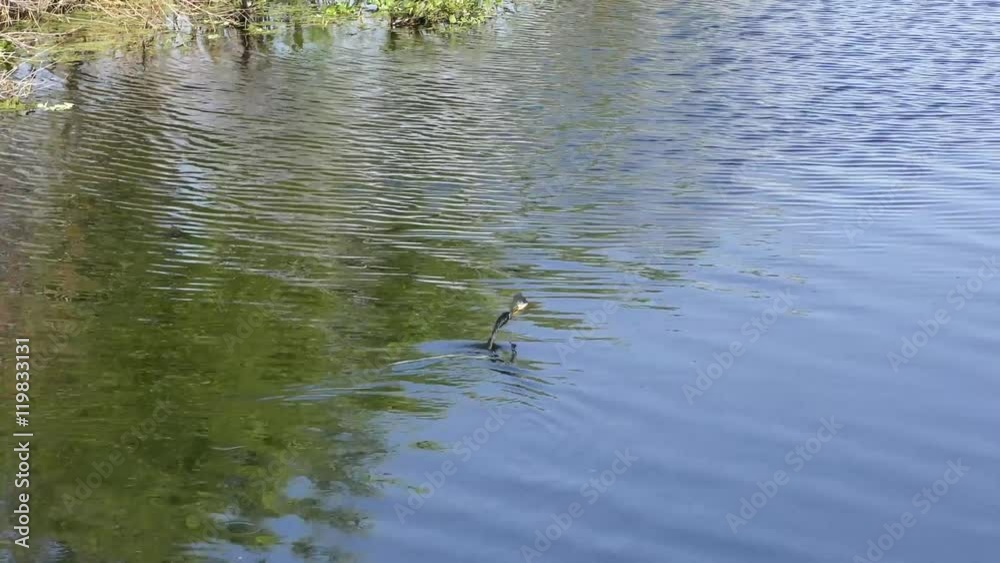 Anhinga swimming with a fish in its beak Anhinga swimming with a fish in its beak