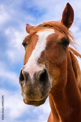 Funny brown horse - portrait.