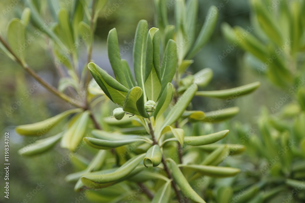 Obraz premium Pflanze