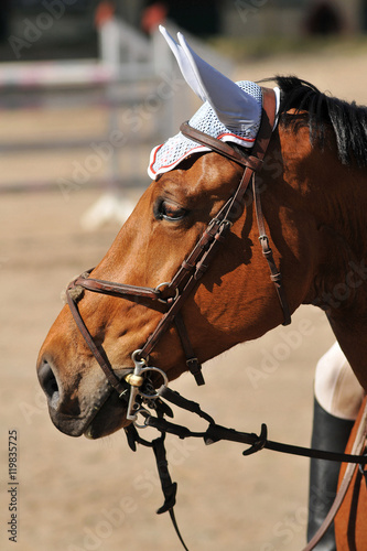 saut d'obstacle en équitation