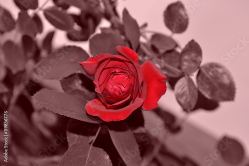 Fototapeta Naklejka Na Ścianę i Meble -  petite rose rouge