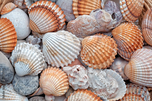 Photo Shells