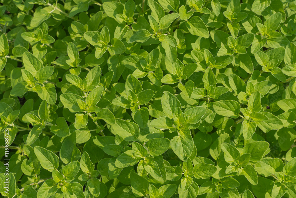bright shoots of mint. view from above bright shoots of mint. view from above