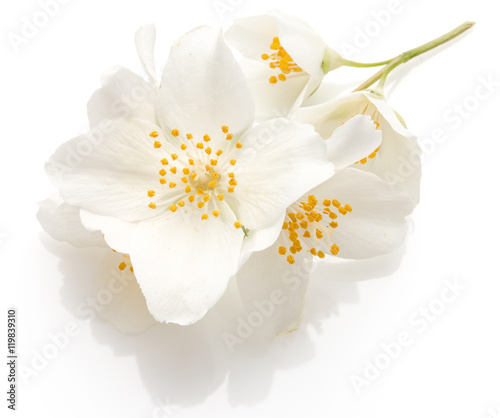 Fototapeta Naklejka Na Ścianę i Meble -  Jasmine flowers isolated on white background cutout