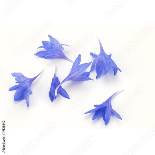 Blue Cornflower Herb or bachelor button flower petals isolated o