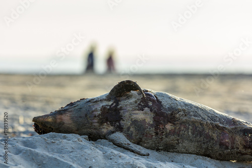 dead harbour porpoise washed ashore photo