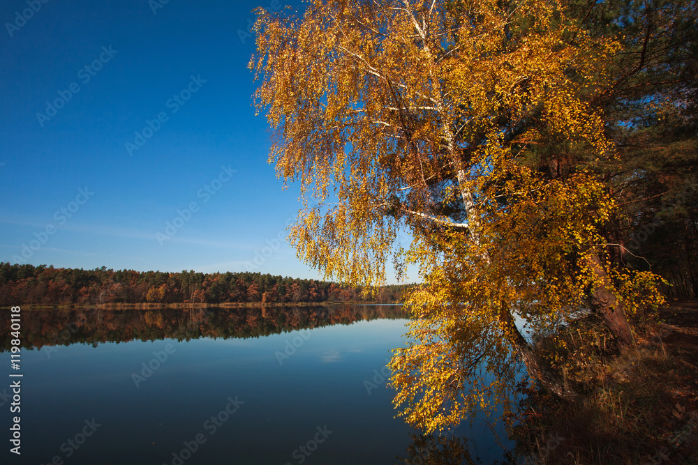 Autumn birch on lake on background of forest under blue sky