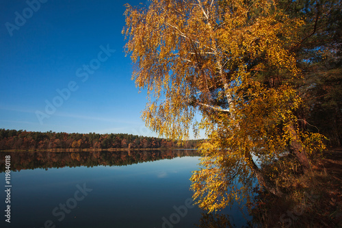 Autumn birch on lake on background of forest under blue sky