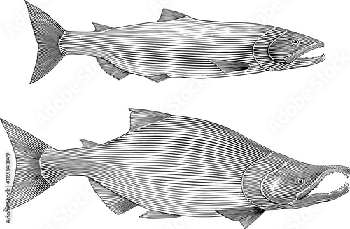 salmon 