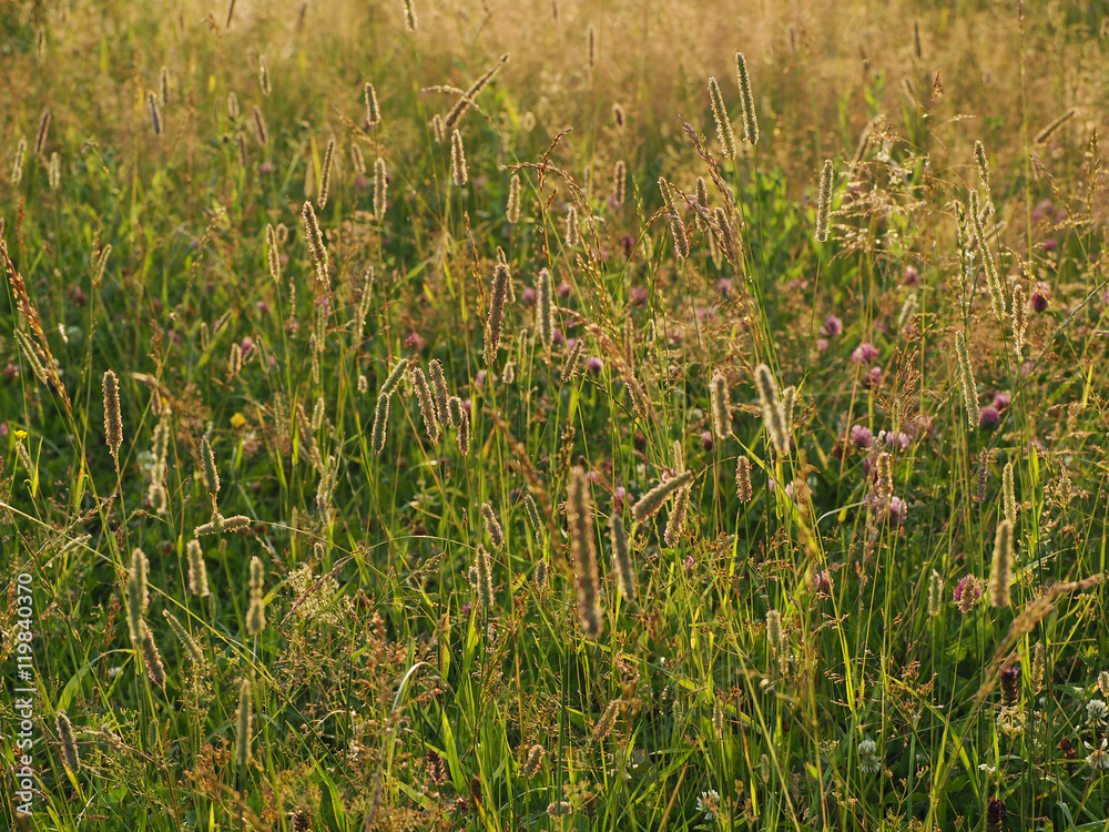 Fototapeta premium autumn meadow backlit