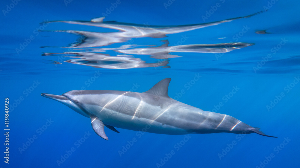 Dolphin Reflections Dolphin Reflections