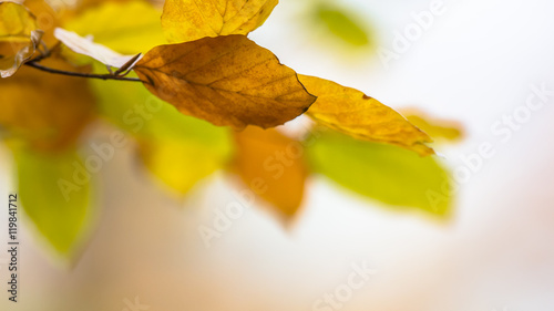 Autumn Background of colorful leaves of Beech