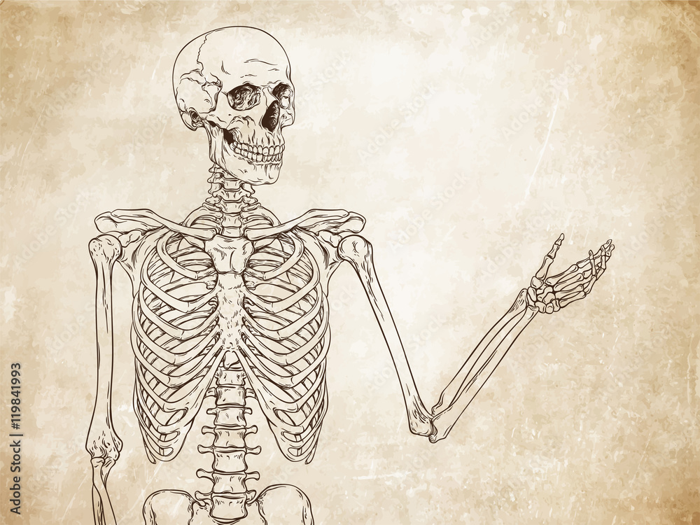 Human skeleton posing over old grunge paper background vector Stock ...
