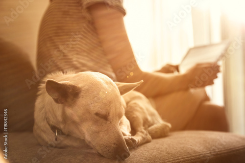 Close up on a dog sleeping and woman holding tablet and reading in the background. Sunset rays.