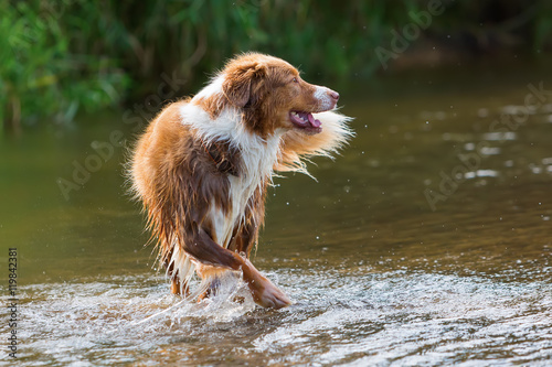 Australian Shepherd is running in a river