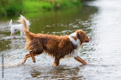 Fototapeta Naklejka Na Ścianę i Meble -  Australian Shepherd is running in a river